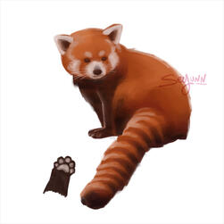 red panda study